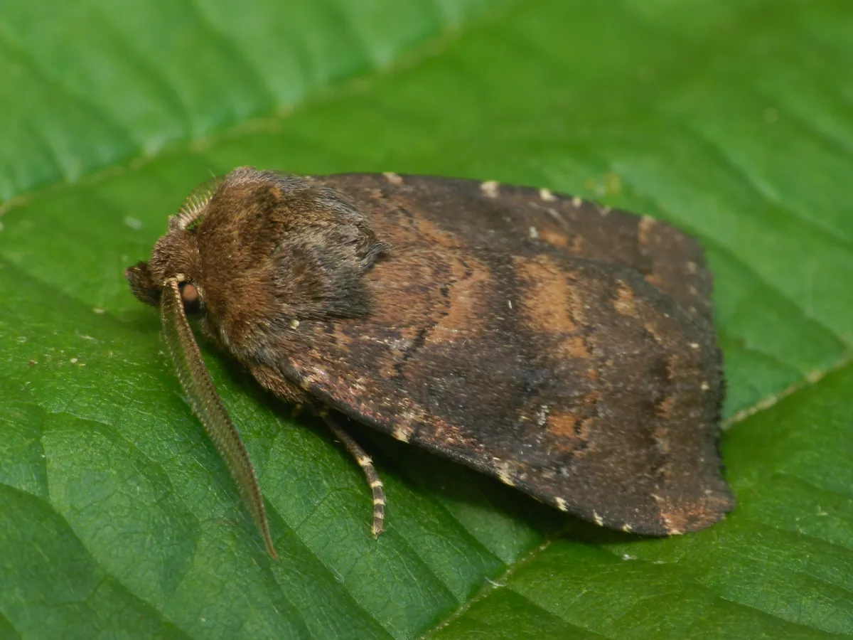 Ferruginous Moth