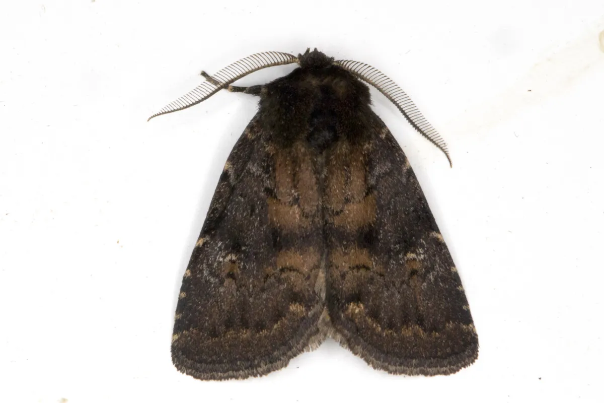 Ferruginous Moth