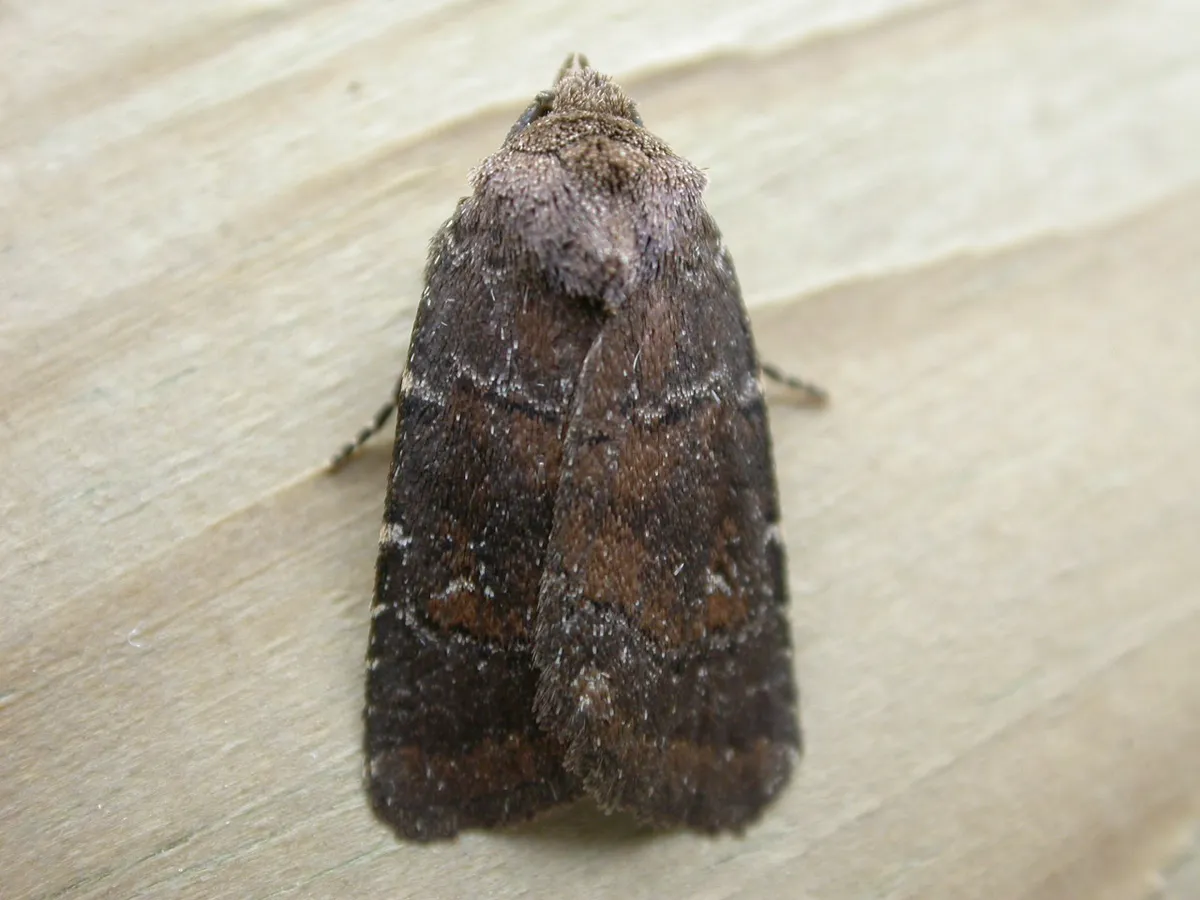 Ferruginous Moth