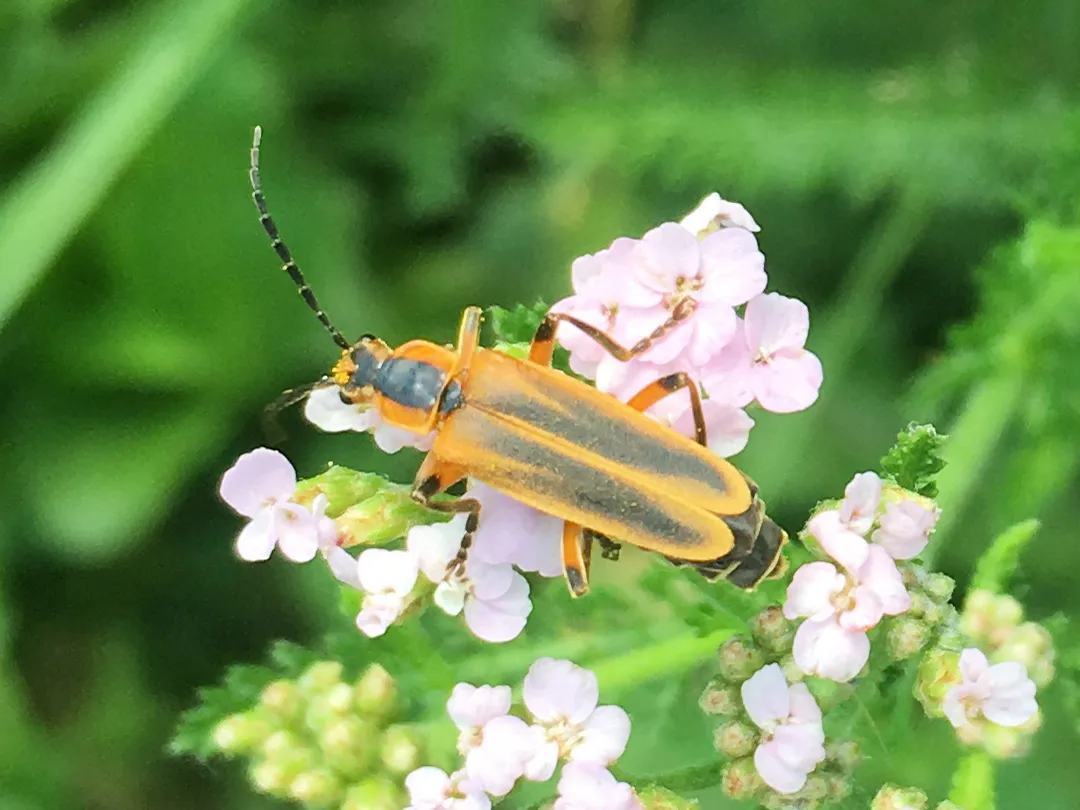 Escarabajo Soldado Marginado