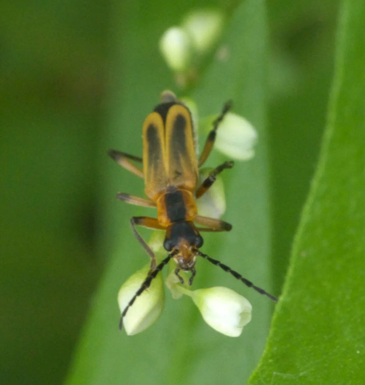Escarabajo Soldado Marginado