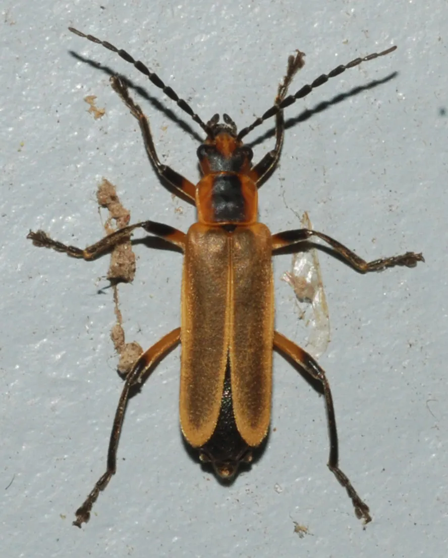 Escarabajo Soldado Marginado