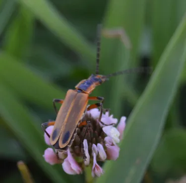 Escarabajo Soldado Marginado