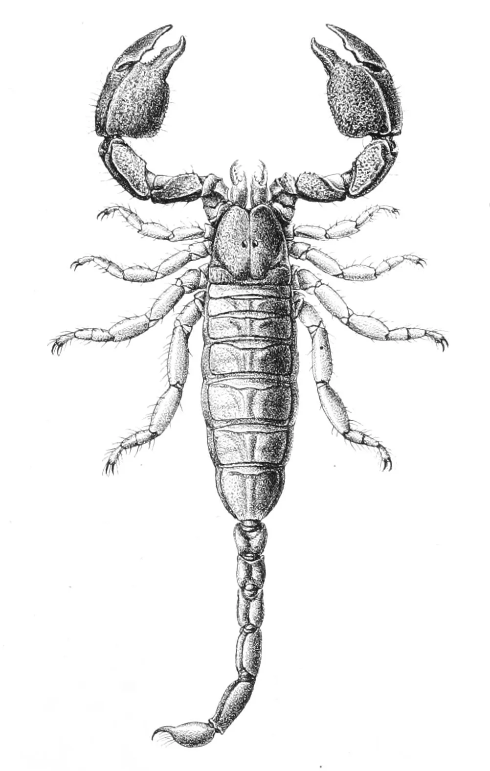 Cheloctonus jonesii