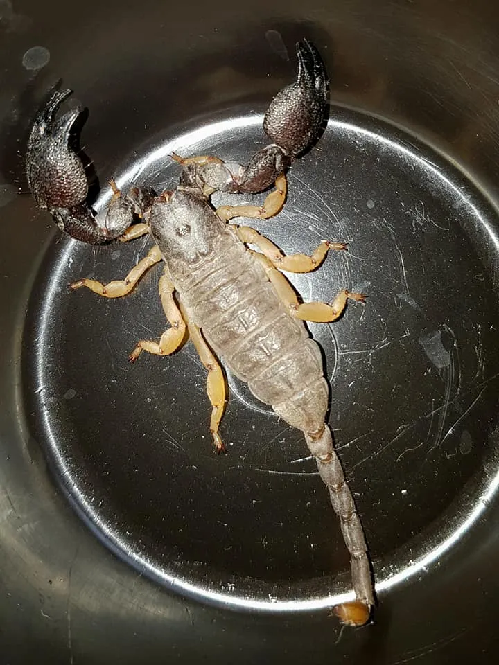 Escorpión Cavador de Jones