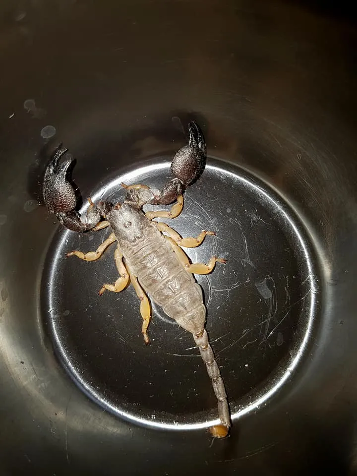 Escorpión Cavador de Jones