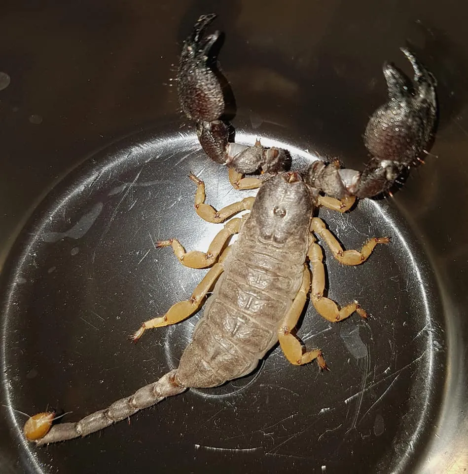 Escorpión Cavador de Jones