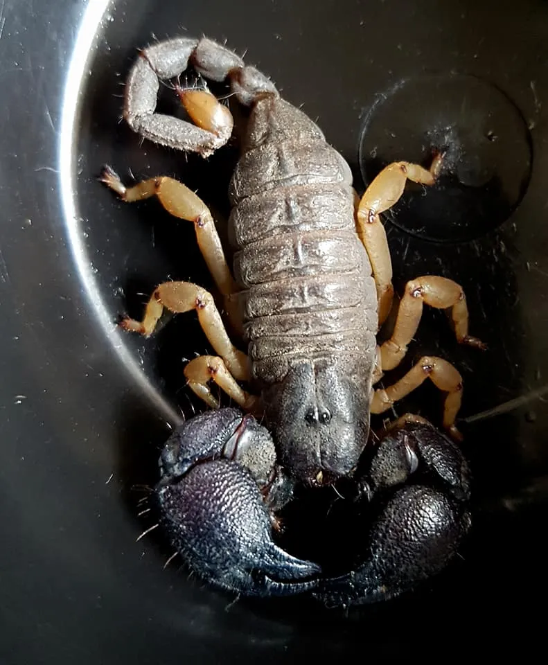 Escorpión Cavador de Jones