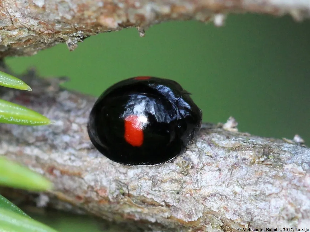Mariquita de Manchas de Riñón