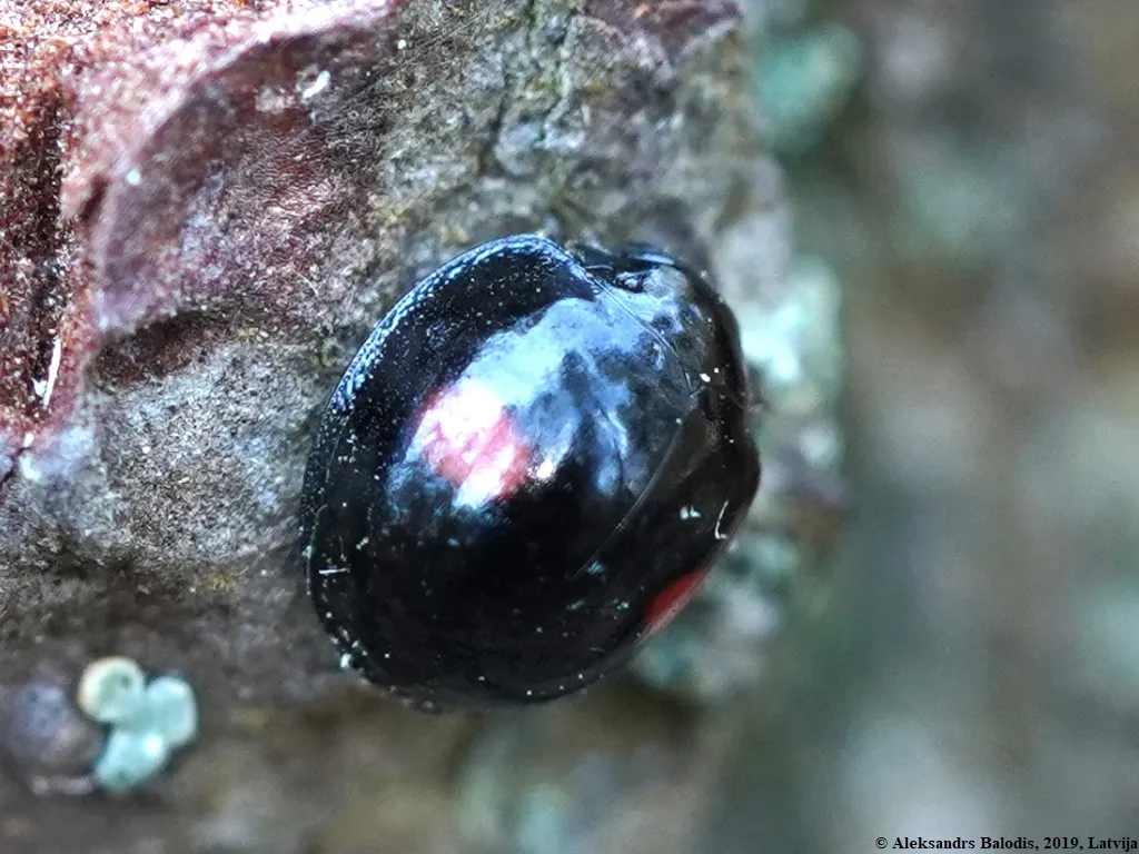 Mariquita de Manchas de Riñón