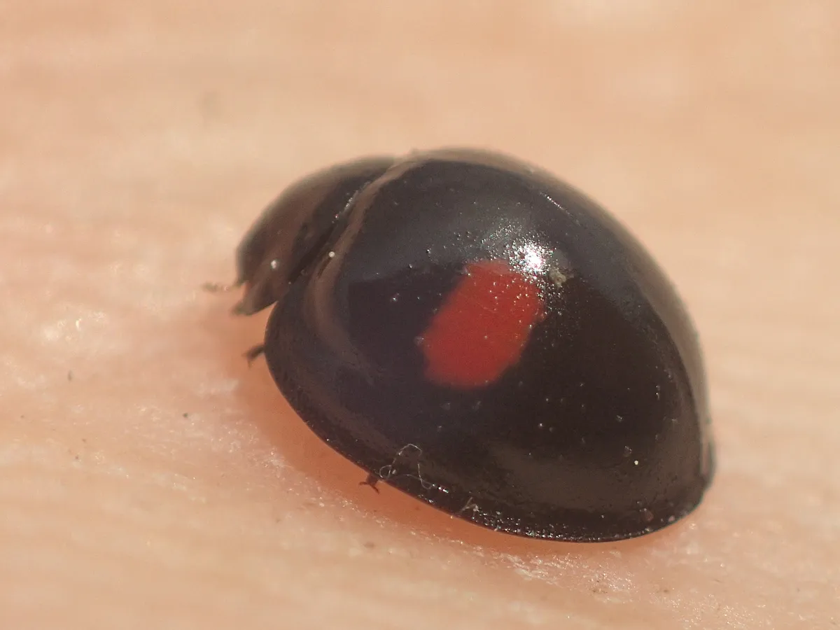 Mariquita de Manchas de Riñón