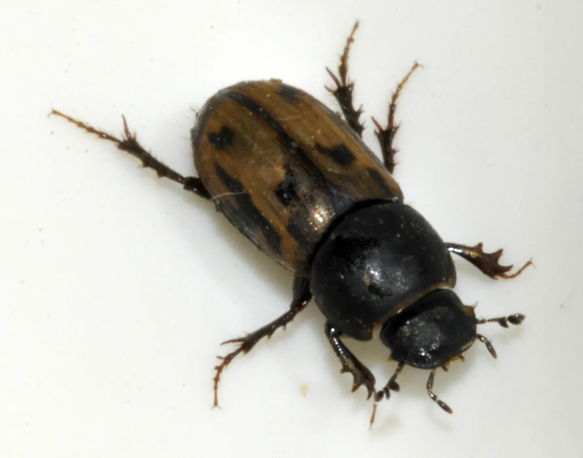 Maculated Dung Beetle