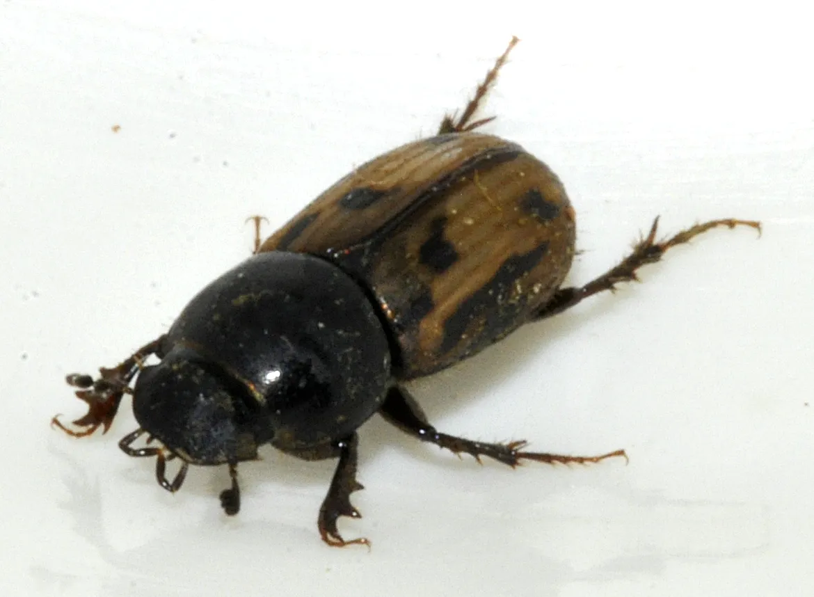 Maculated Dung Beetle