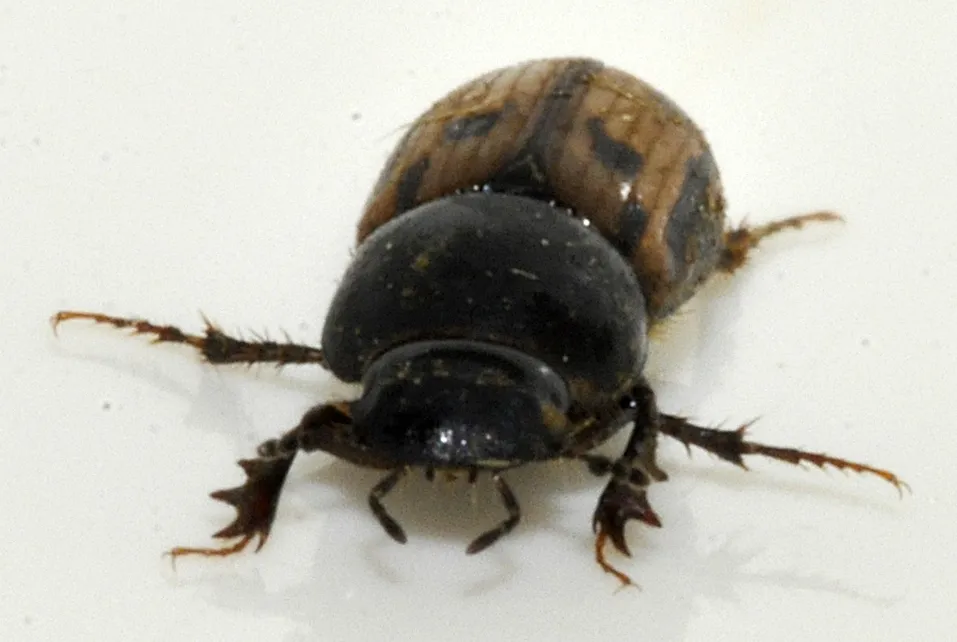 Maculated Dung Beetle