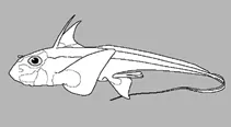Brown Chimaera