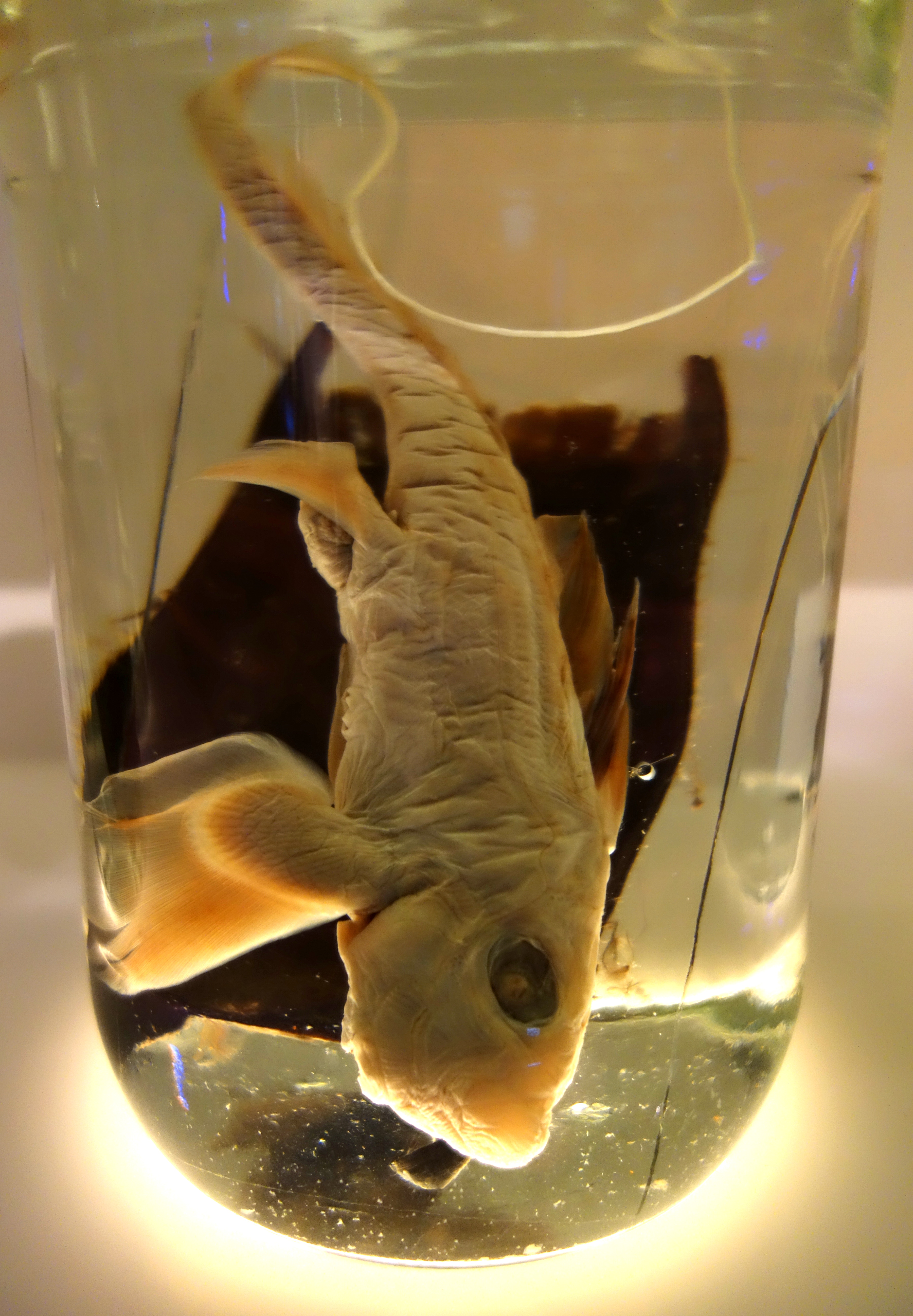 Brown Chimaera