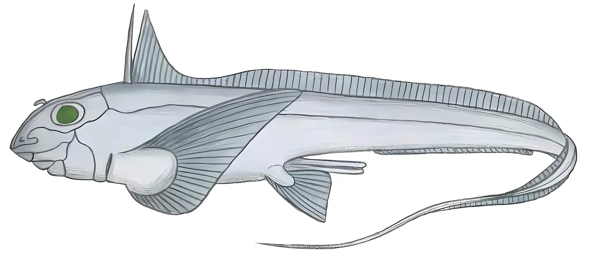 Cuban Chimaera