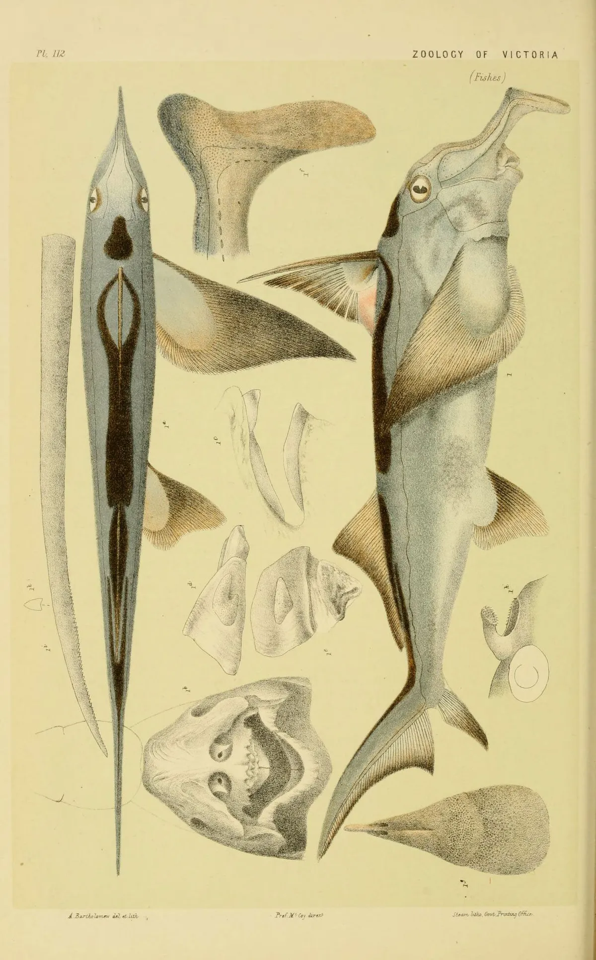 Southern Chimaera