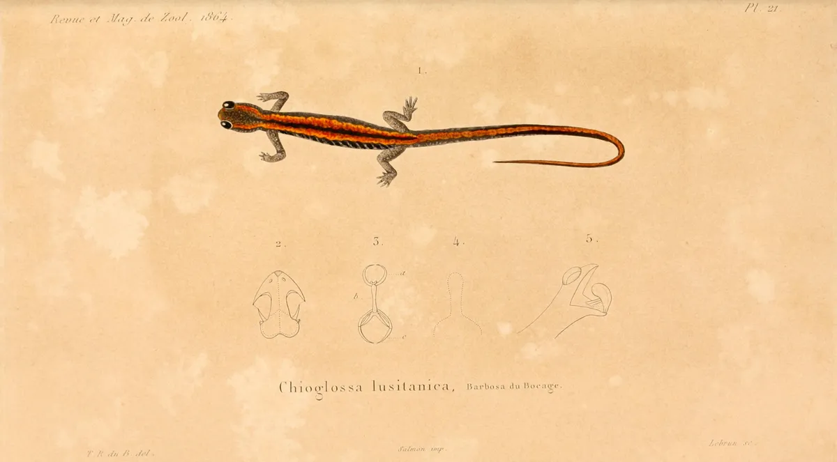 Salamandra listada