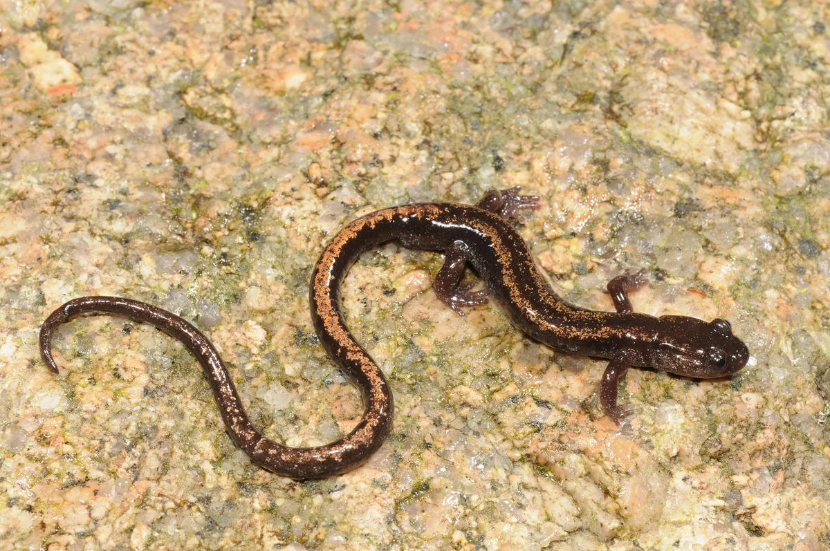 Salamandra listada