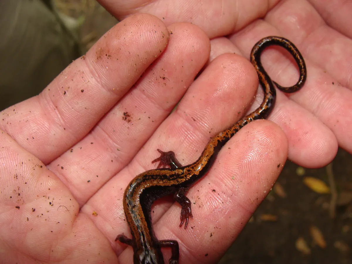 Salamandra listada