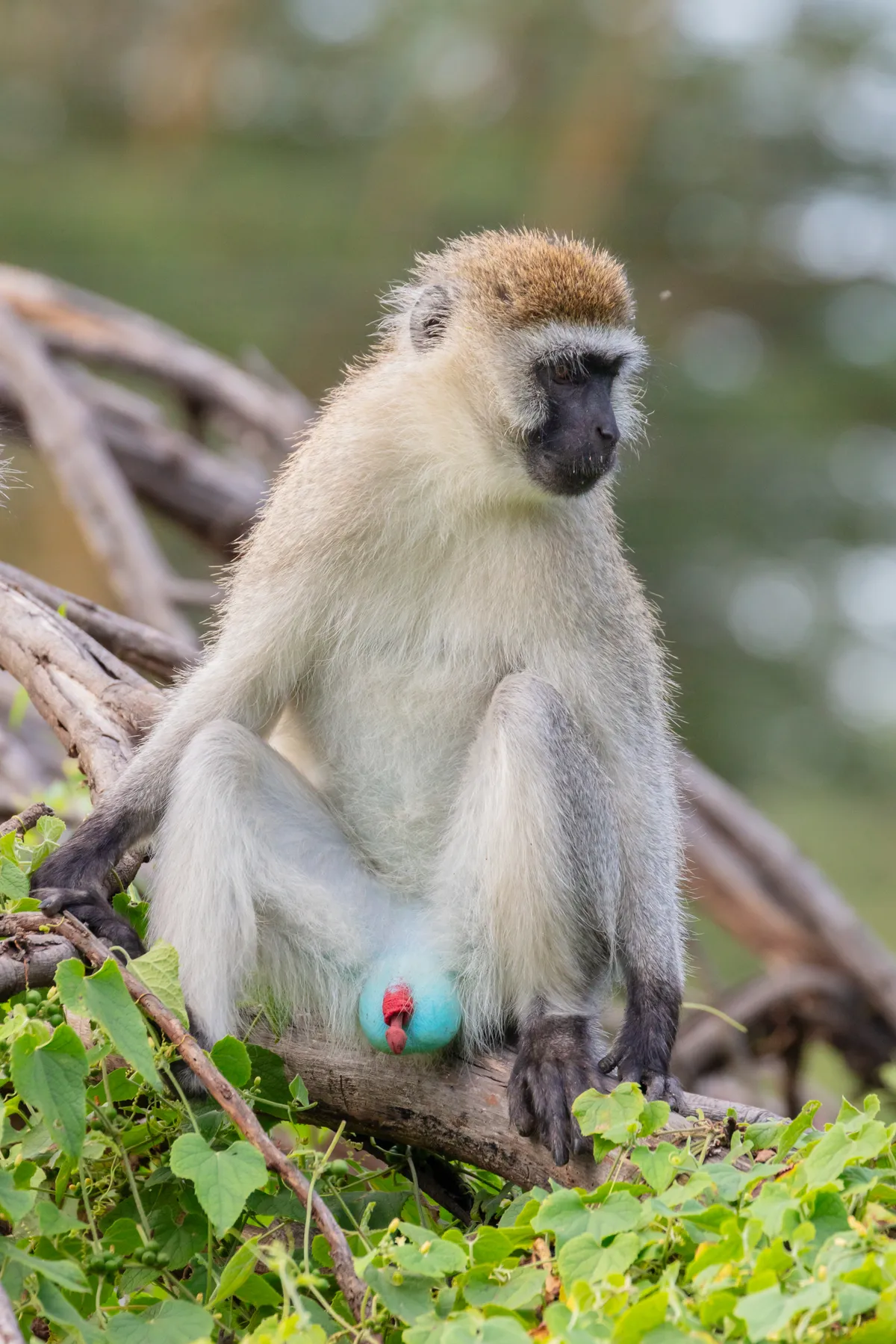 Mono Vervet