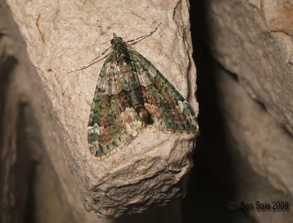 Chloroclysta siterata