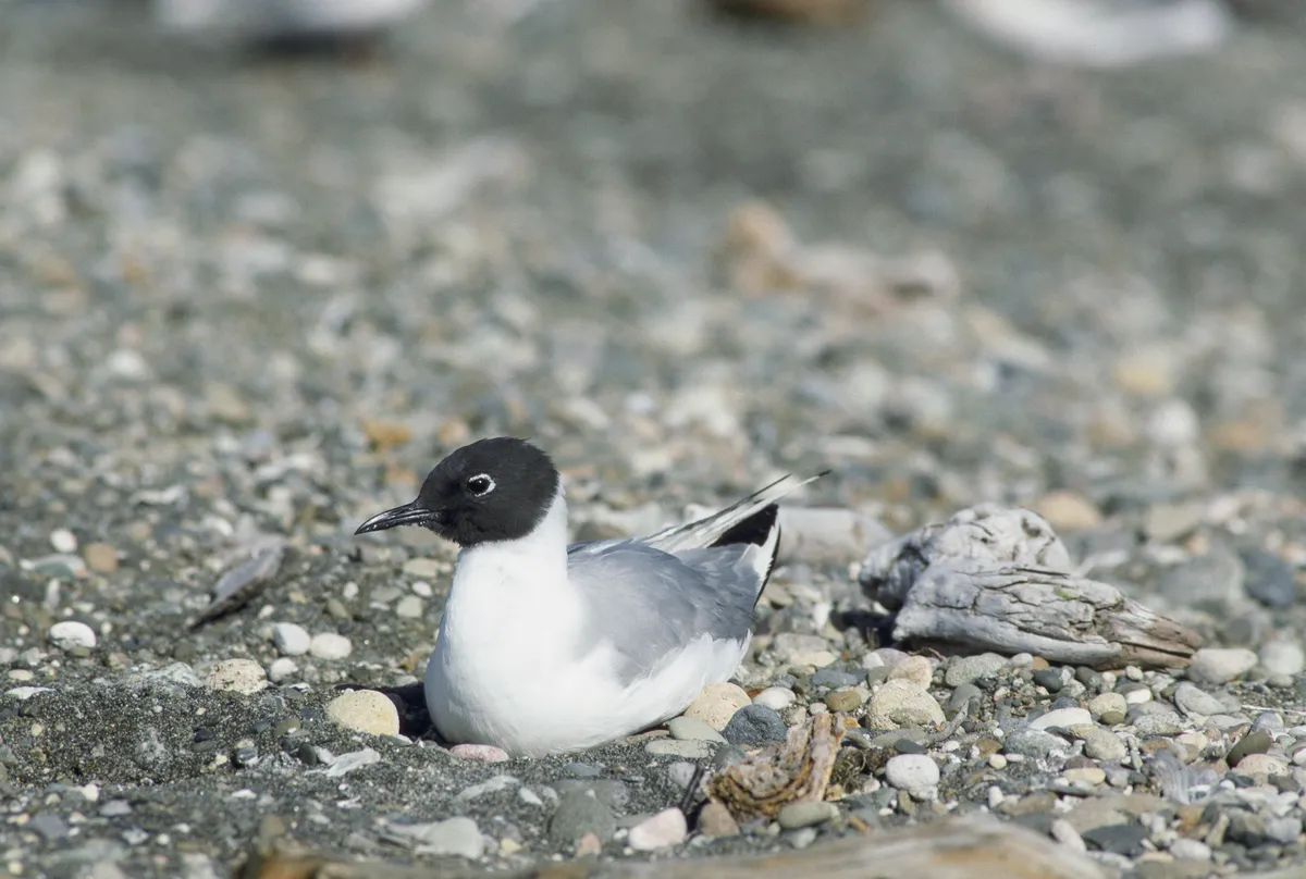 Chroicocephalus philadelphia