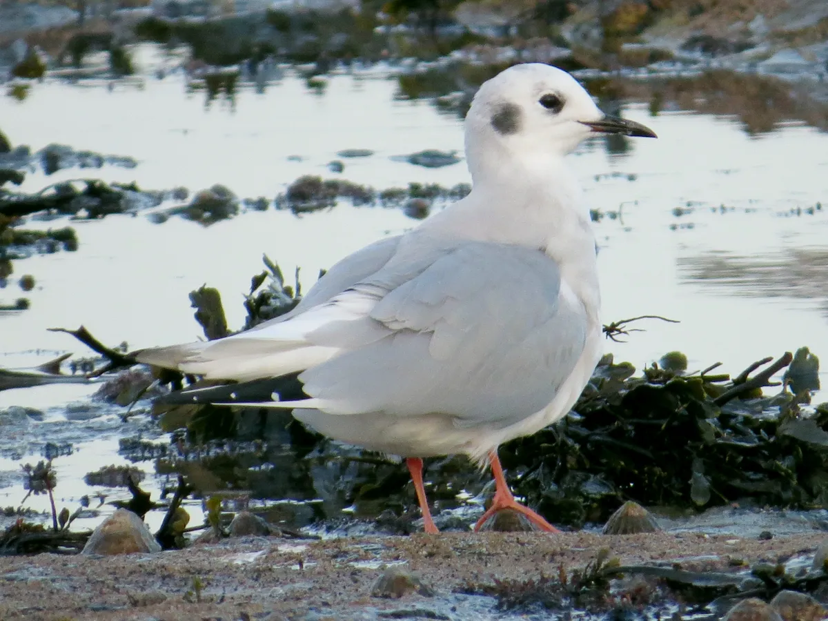 Gaviota de Bonaparte