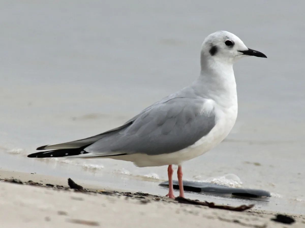 Gaviota de Bonaparte