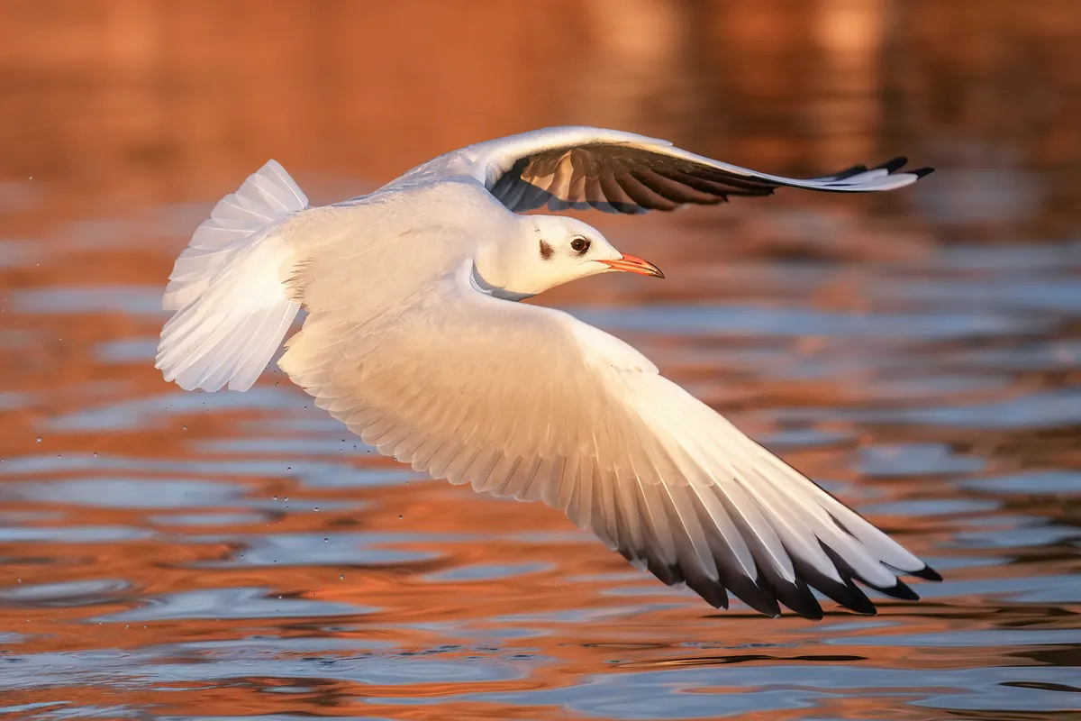 Black-headed Gull