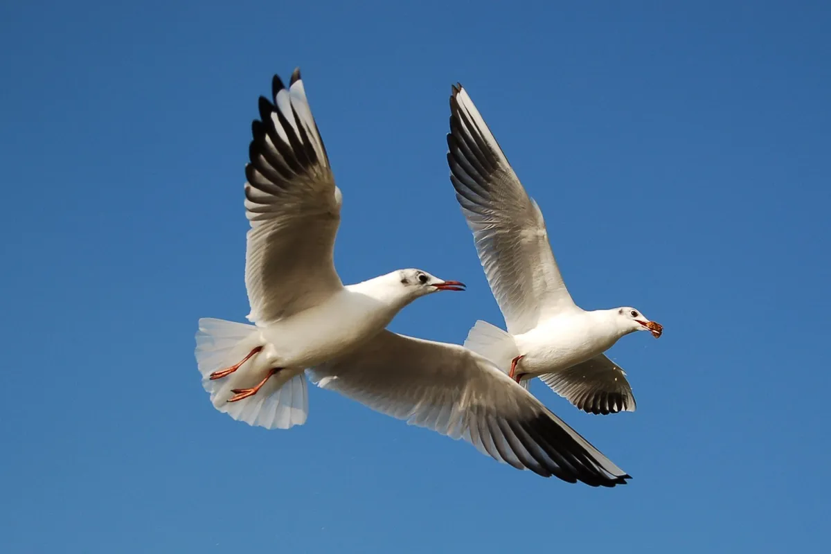 Black-headed Gull