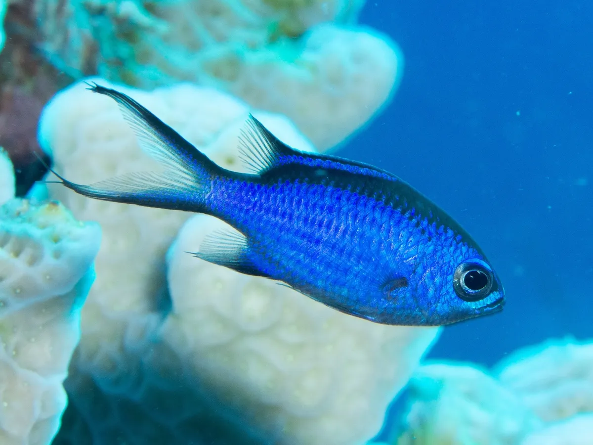 Blue Chromis