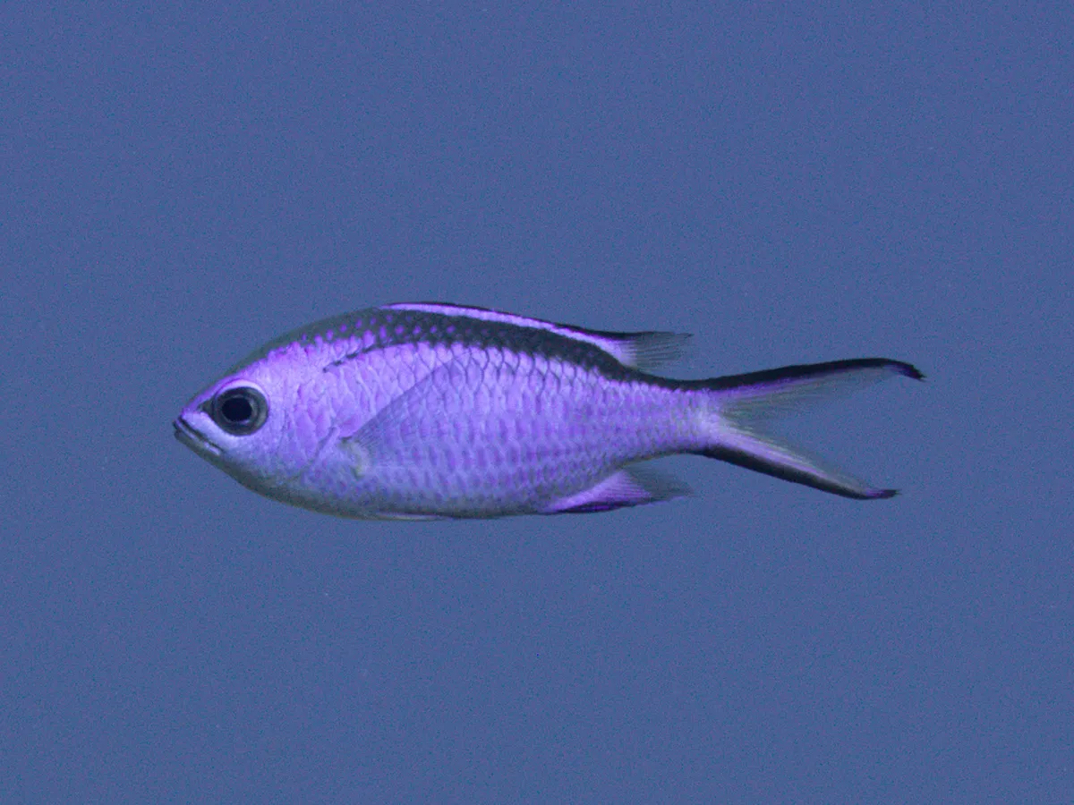 Blue Chromis