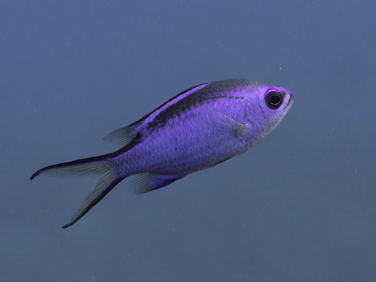 Blue Chromis