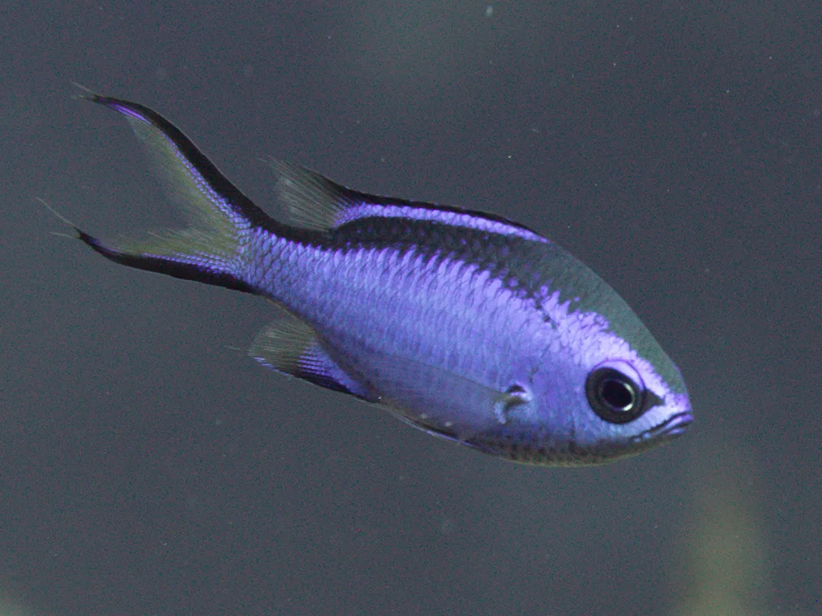 Blue Chromis