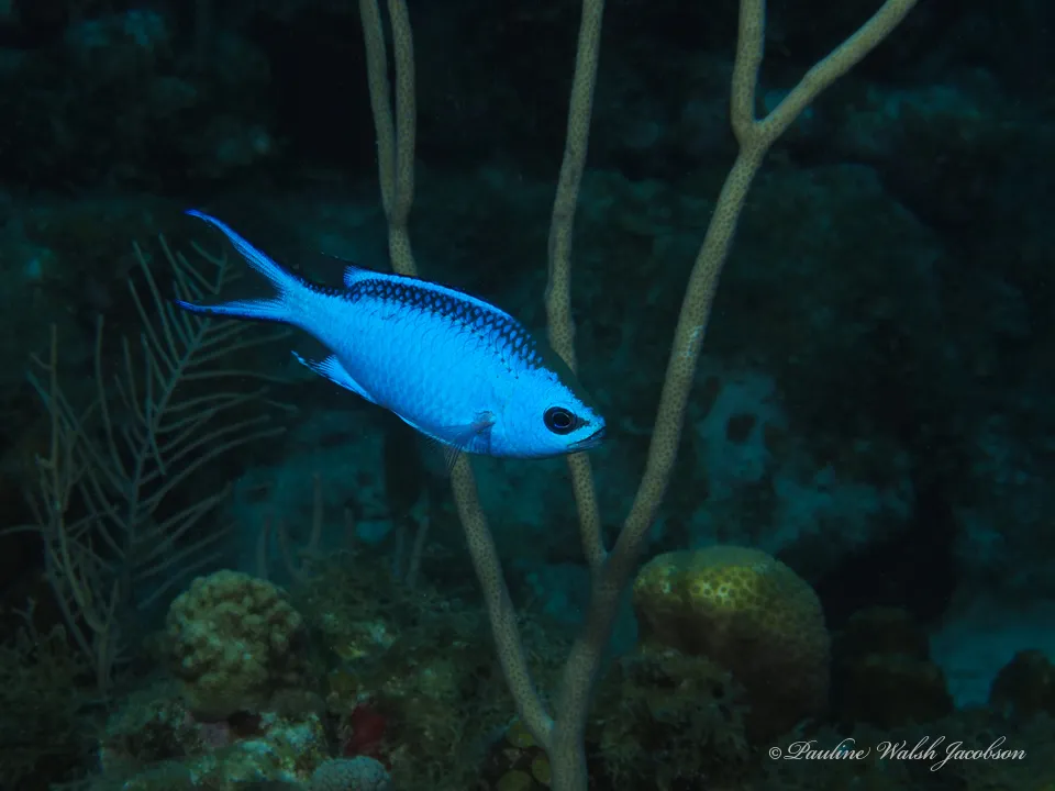 Blue Chromis