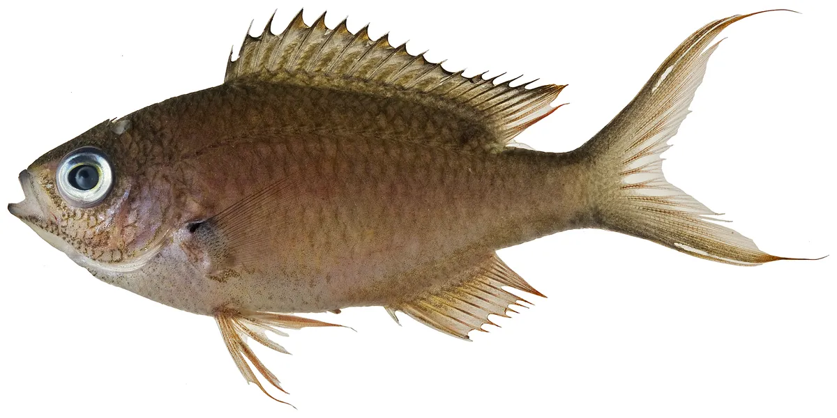 Chromis multilineata