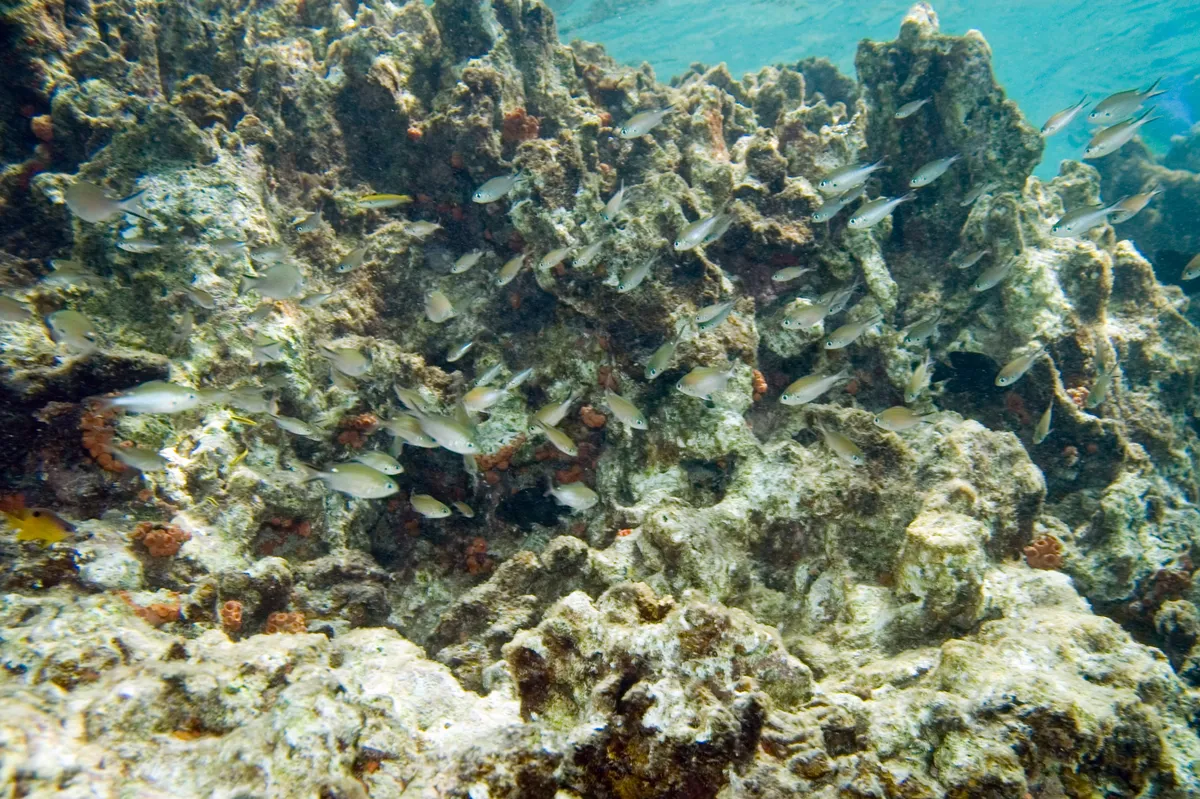 Brown chromis