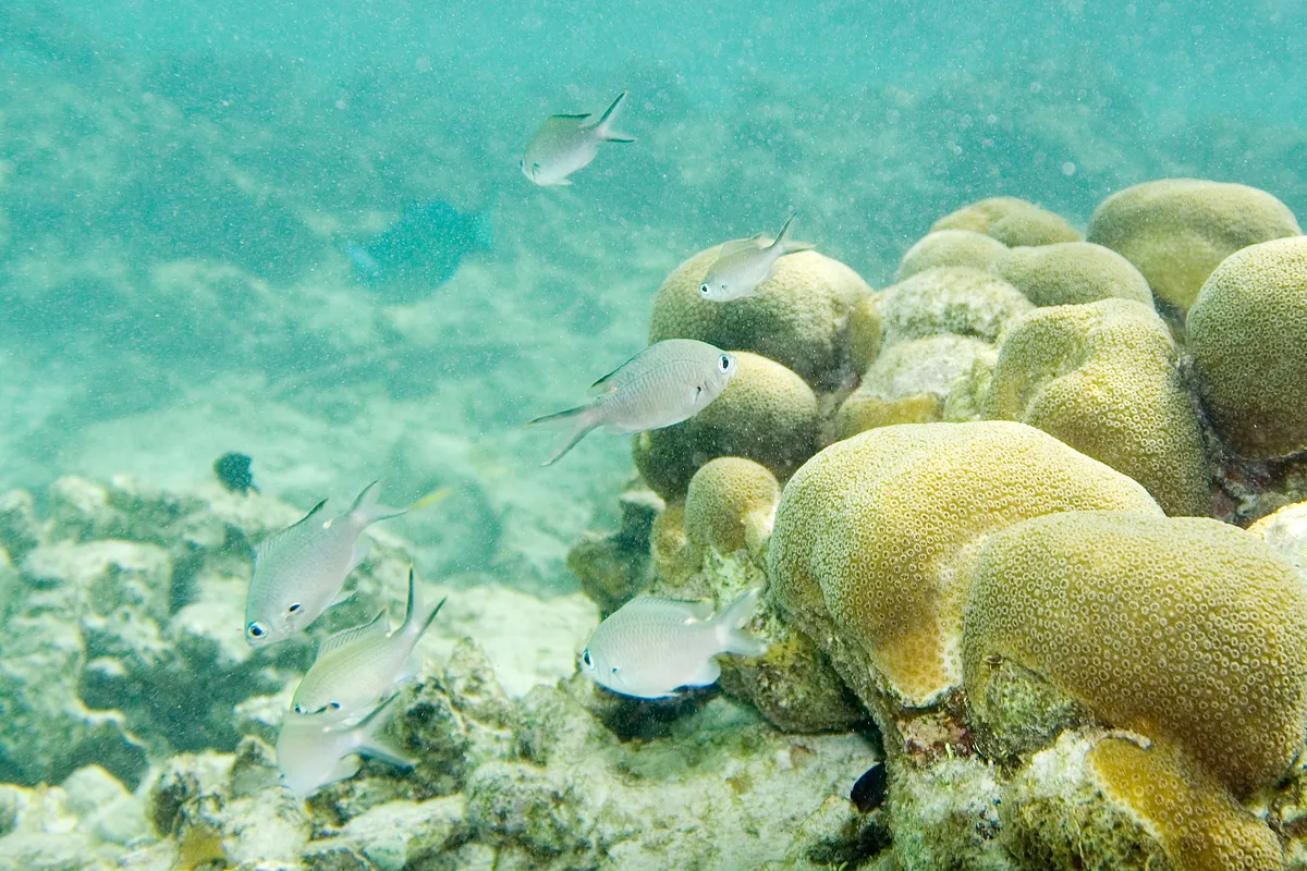 Brown chromis