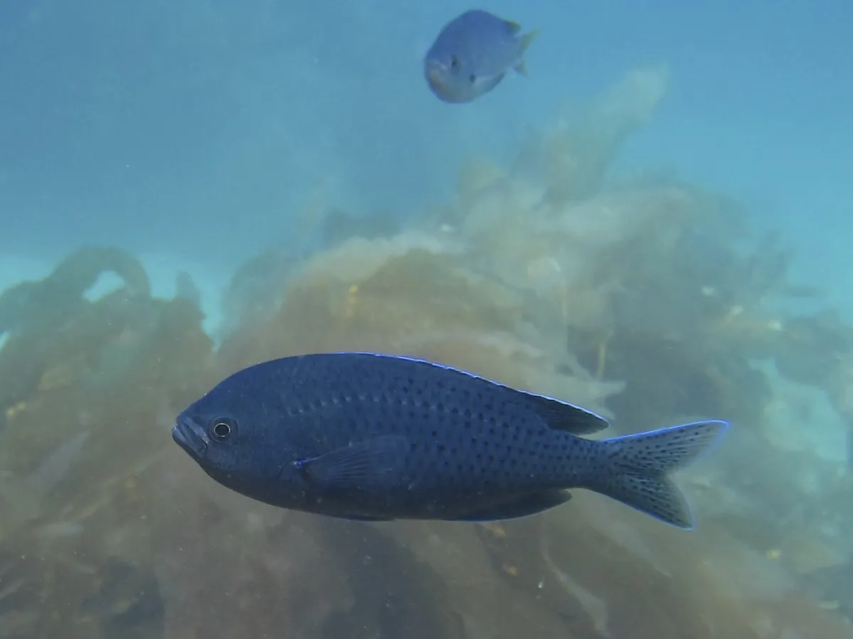 Pez Damisela Herrero