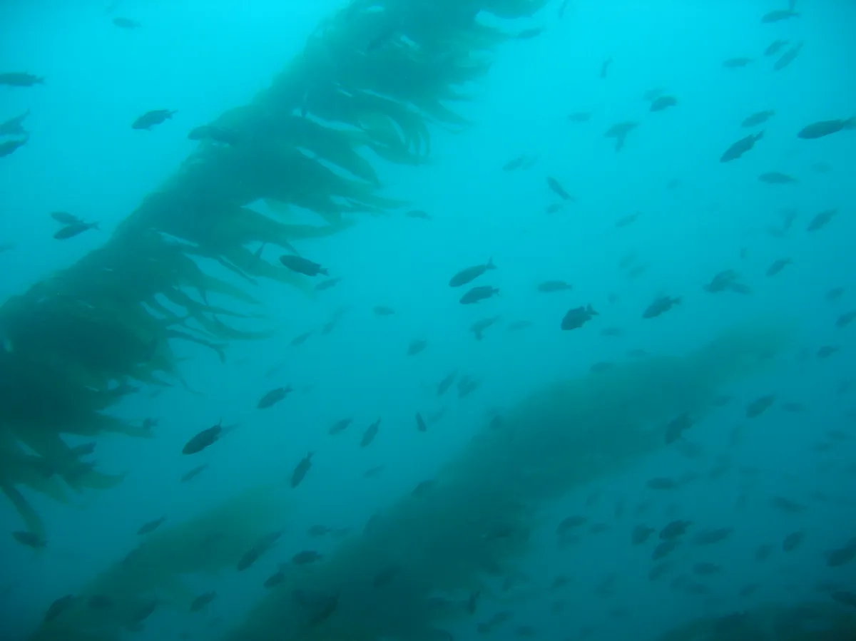 Pez Damisela Herrero