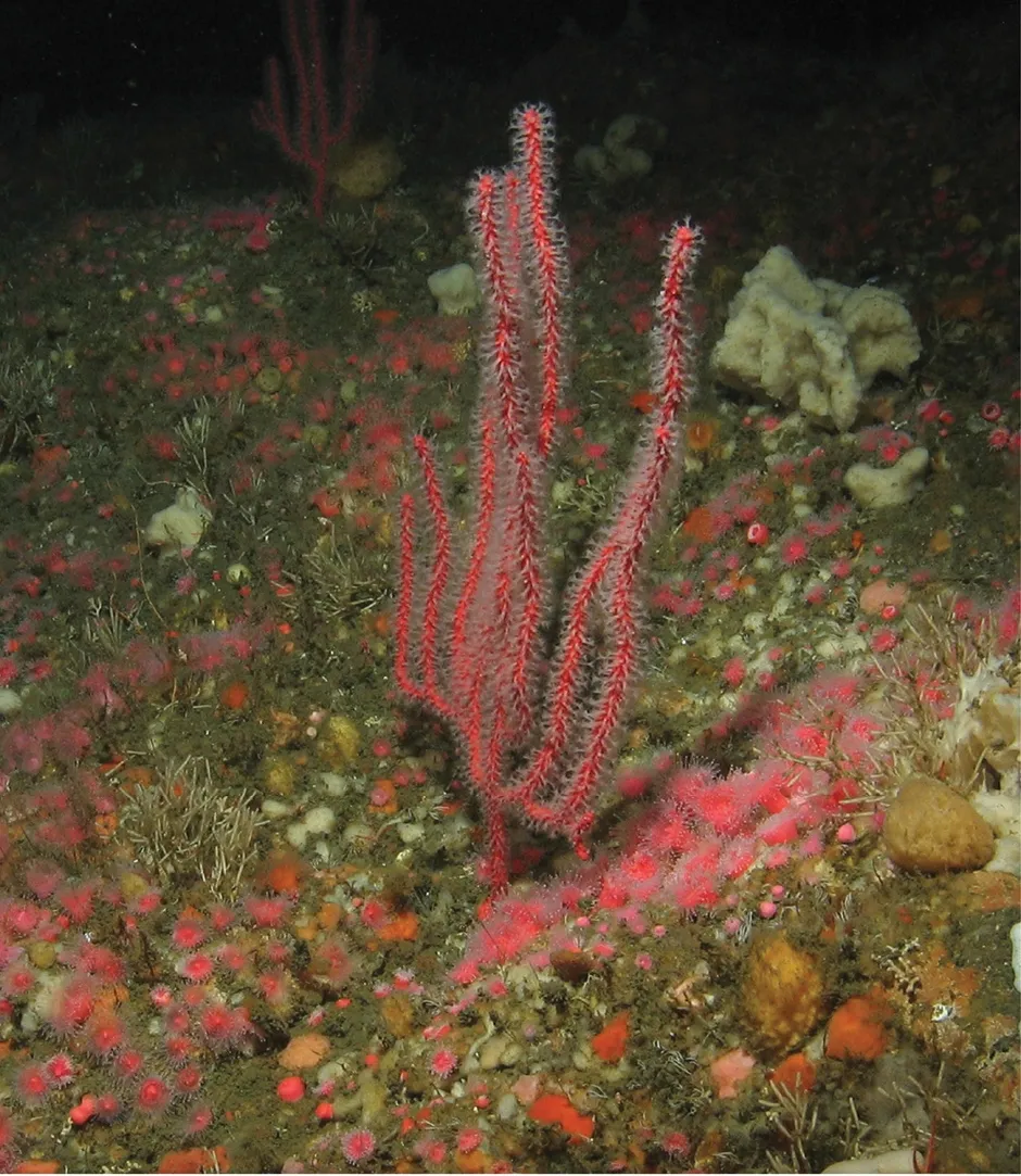 Chromoplexaura marki