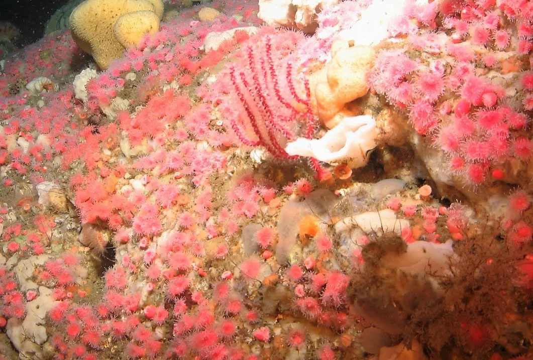 Mark's Gorgonian Soft Coral