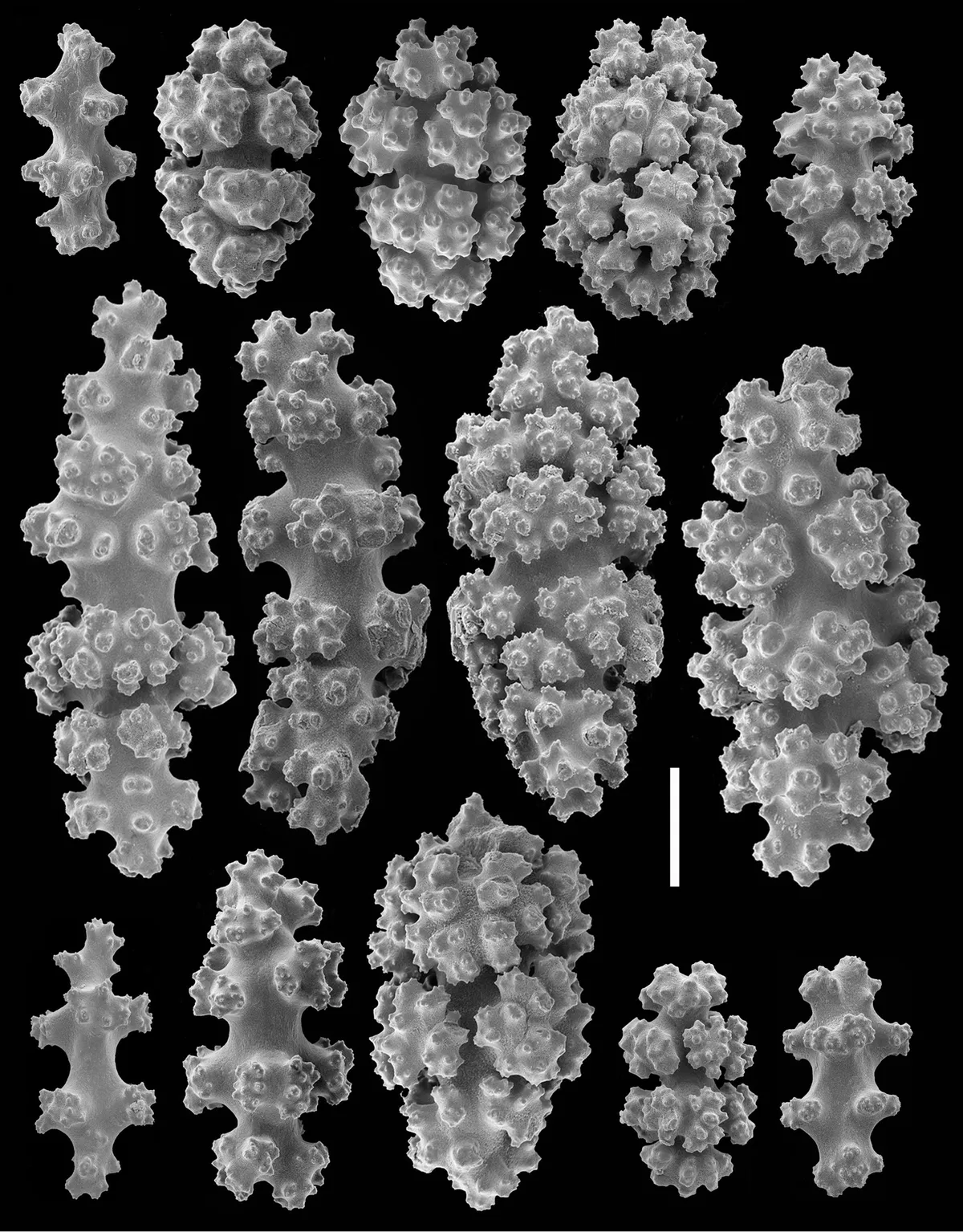 Mark's Gorgonian Soft Coral