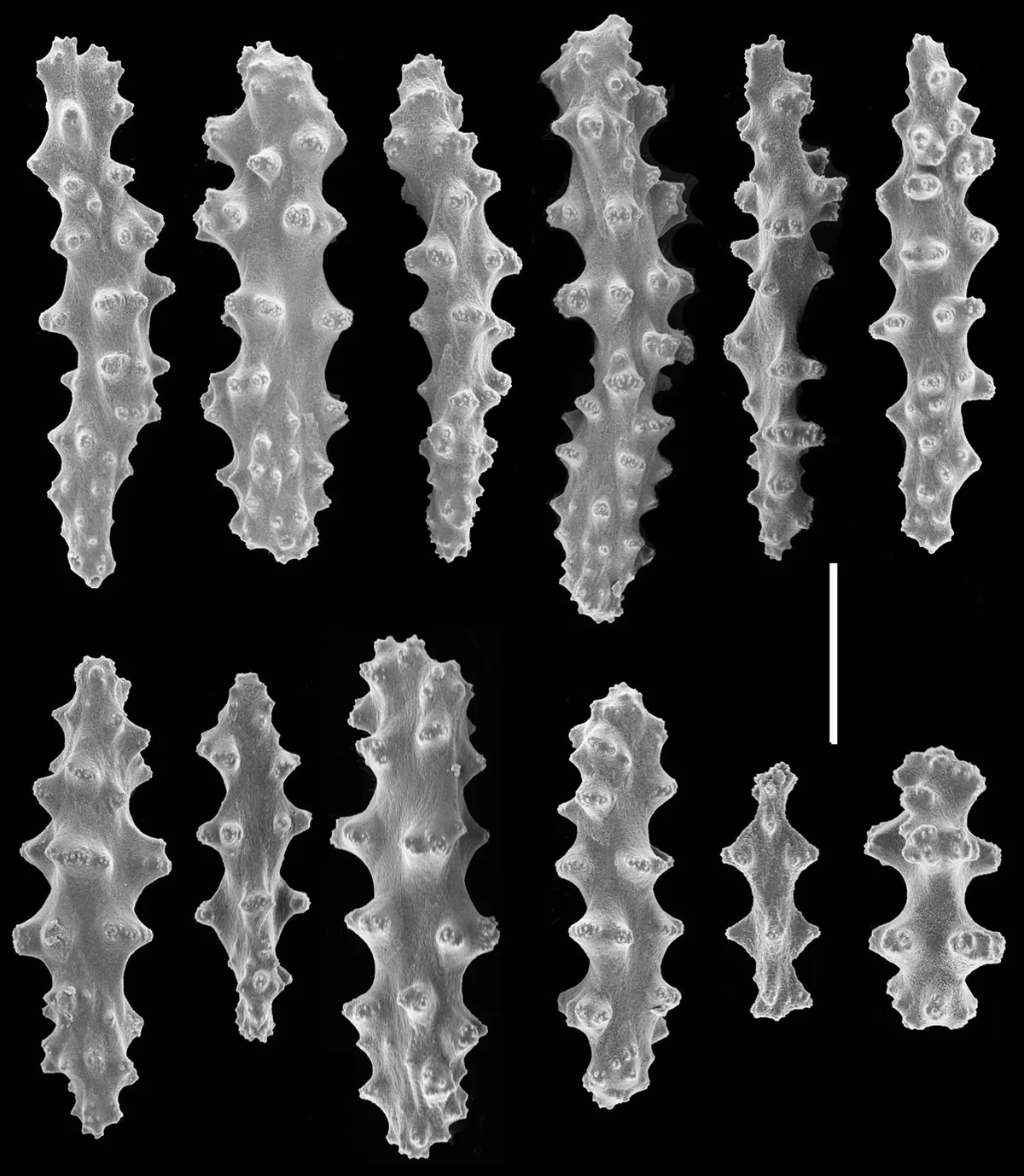 Mark's Gorgonian Soft Coral