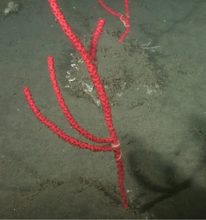 Mark's Gorgonian Soft Coral