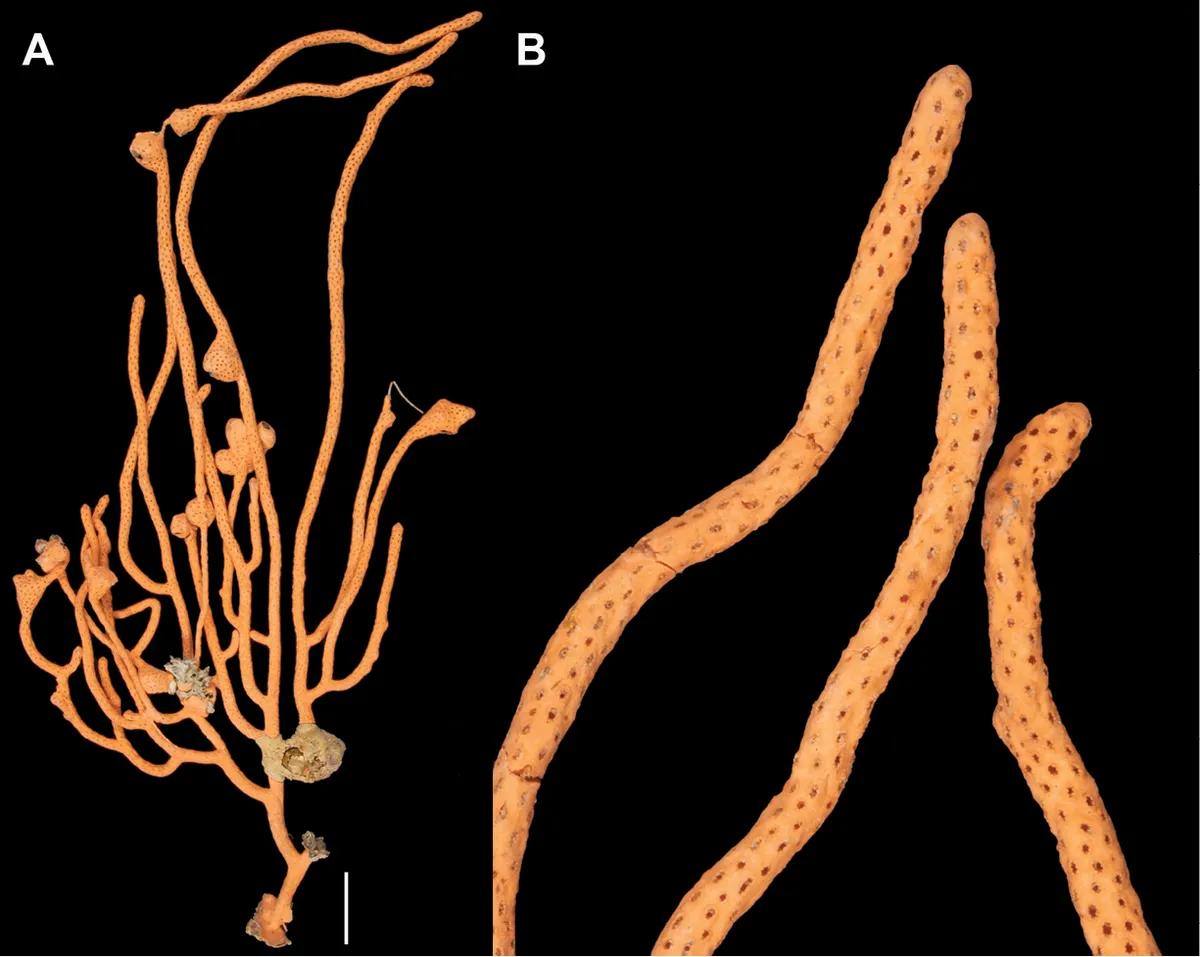 Mark's Gorgonian Soft Coral