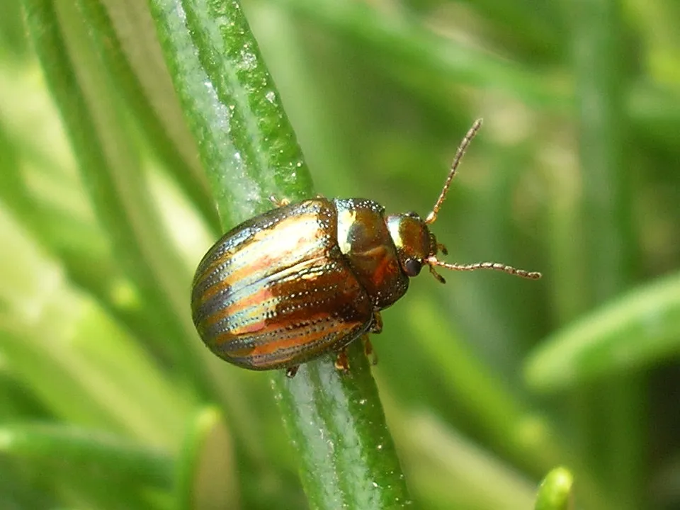 Chrysolina americana