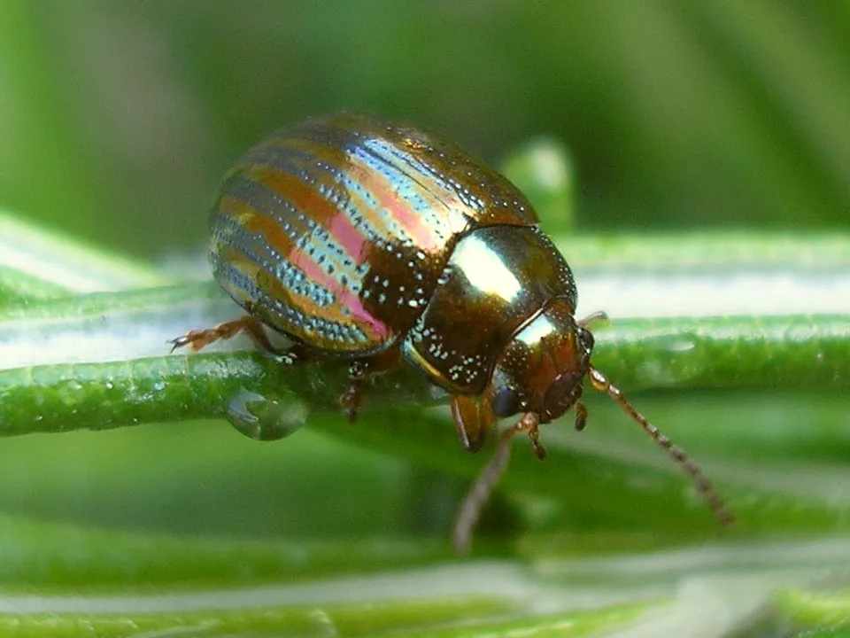 Rosemary Beetle